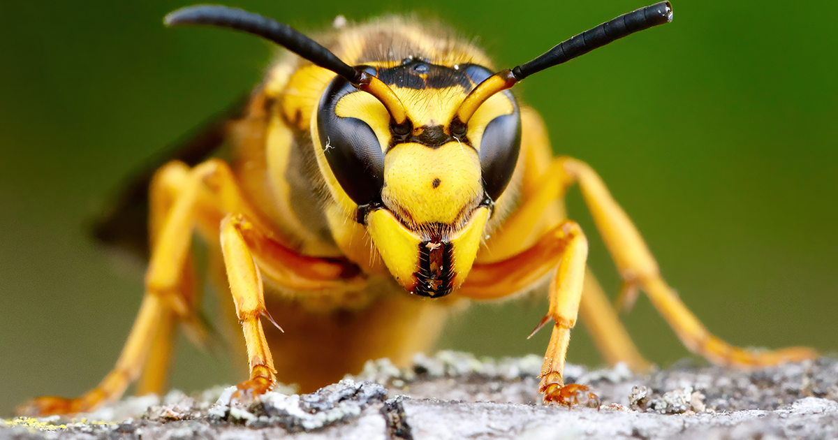 What To Do For Wasp Stings Vybe Urgent Care